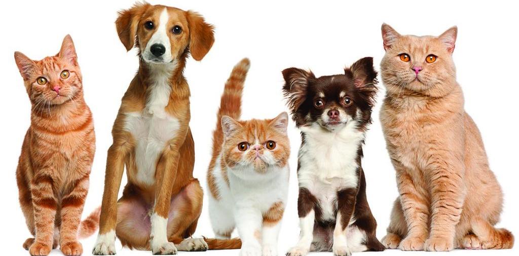 Доска объявлений о животных | ЗооТом - продажа, вязка и услуги для животных в Первомайском