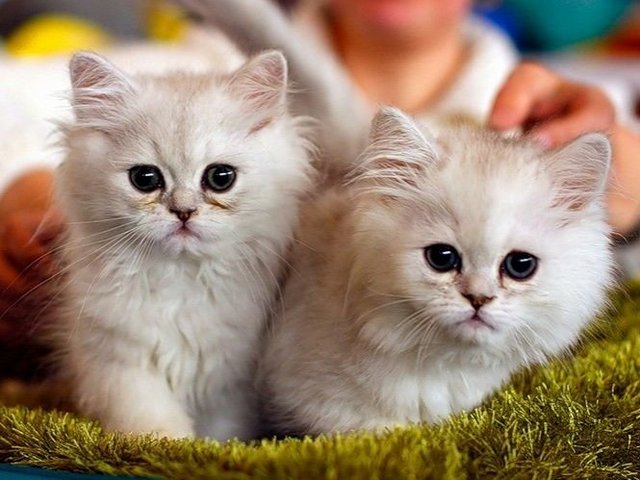 Породы кошек в Первомайском | ЗооТом портал о животных