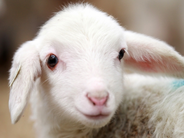 Овцы и бараны в Первомайском | ЗооТом портал о животных