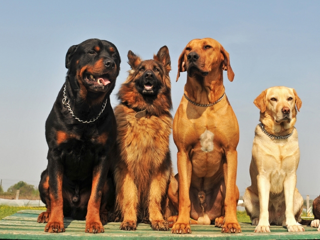 Крупные породы собак в Первомайском | ЗооТом портал о животных